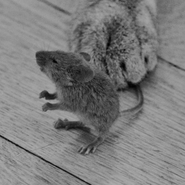 Везучая мышь