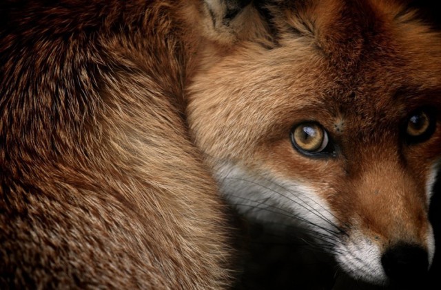 Фотографии, которые отлично передают естественную красоту (и жестокость) животных в дикой природе
