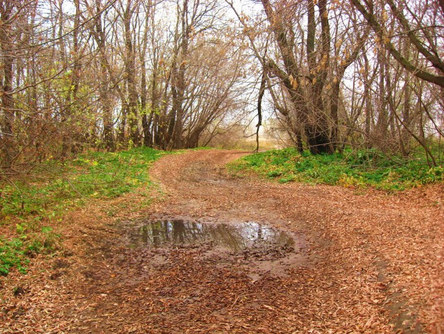 Красота сельских дорог