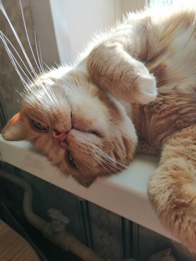 Котовторник однако