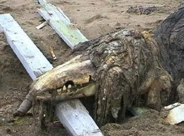 Попавшие на фото чудовища, которые поставили в тупик ученых