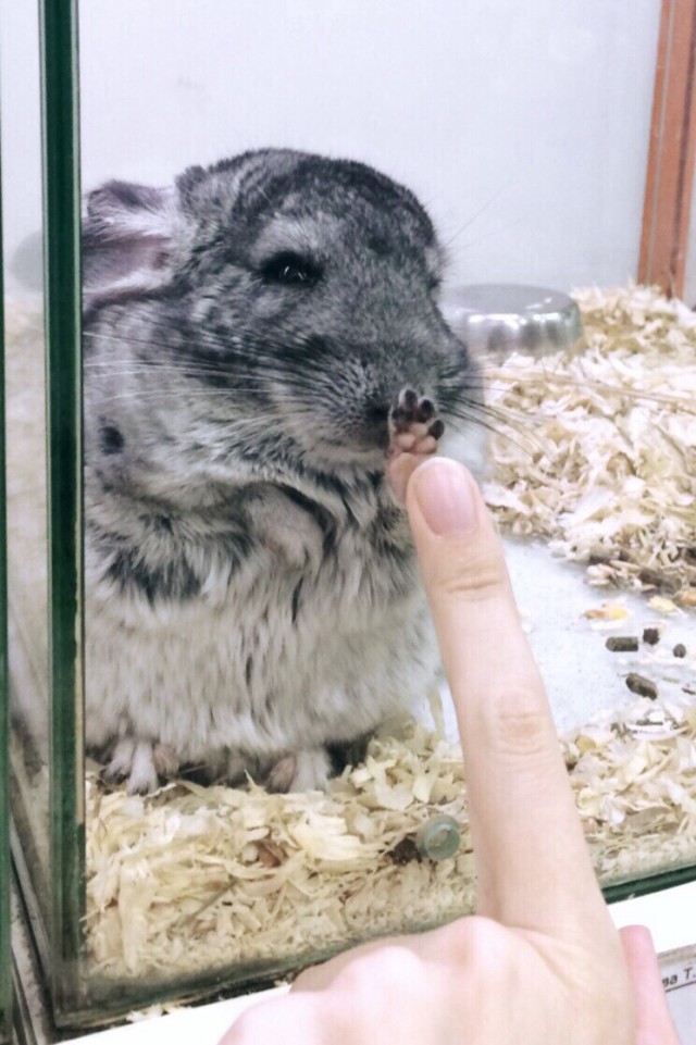 Живность из сети