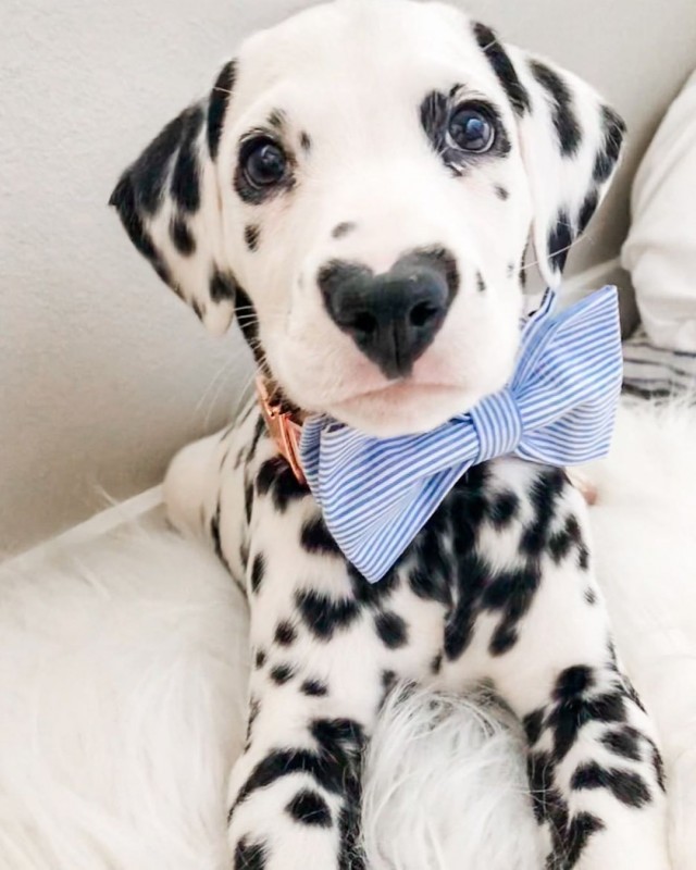 Живность из сети