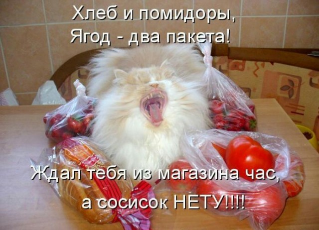 Хвостатые—усатые