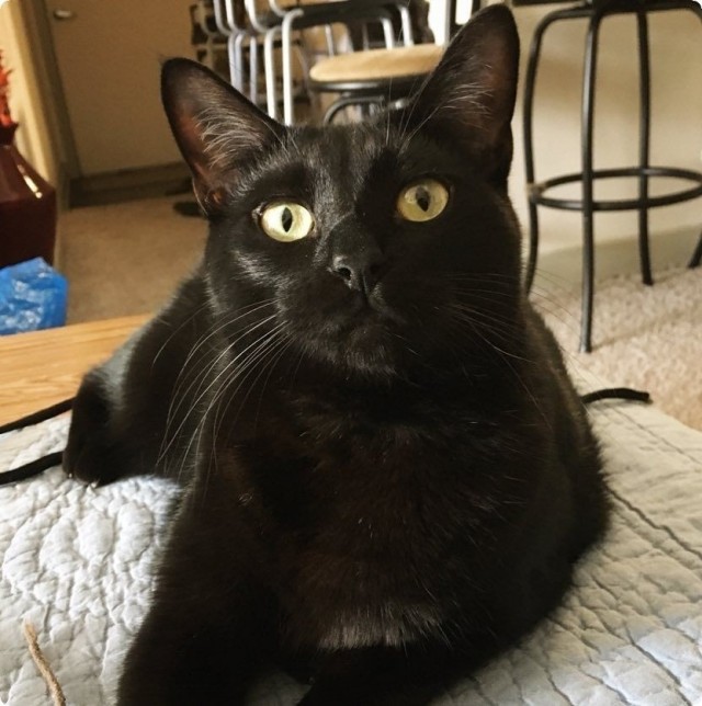 Котофеев пост