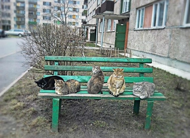 Зверушки