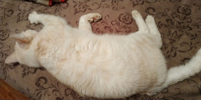 Котодед.