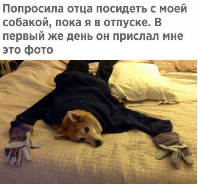 Собаки бывают