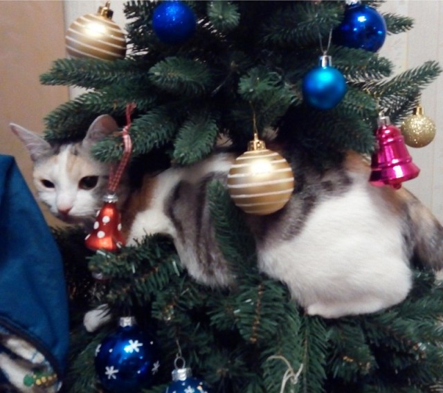 Последний котовторник 2020 года