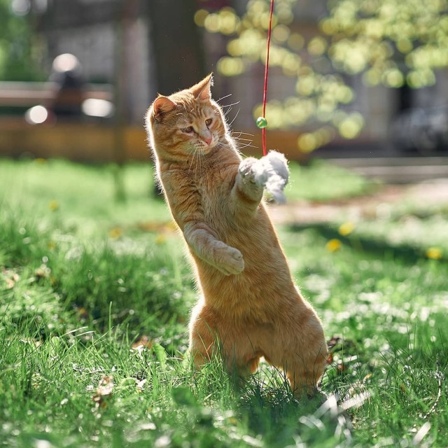 Уличные котаны