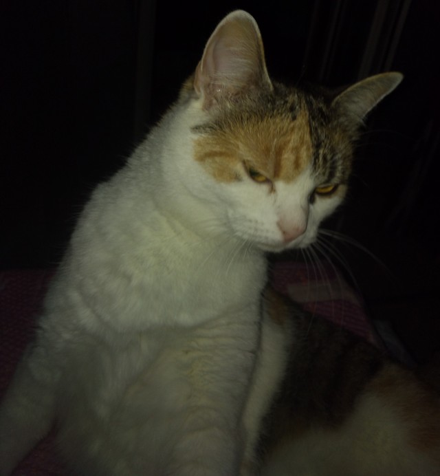 С котовторником!