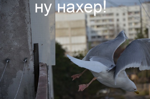 Сегодня ты зашёл в интернет ради этого, друг