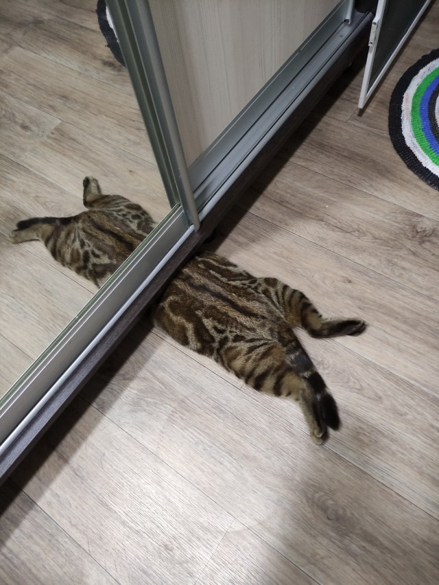 Звёздный кот