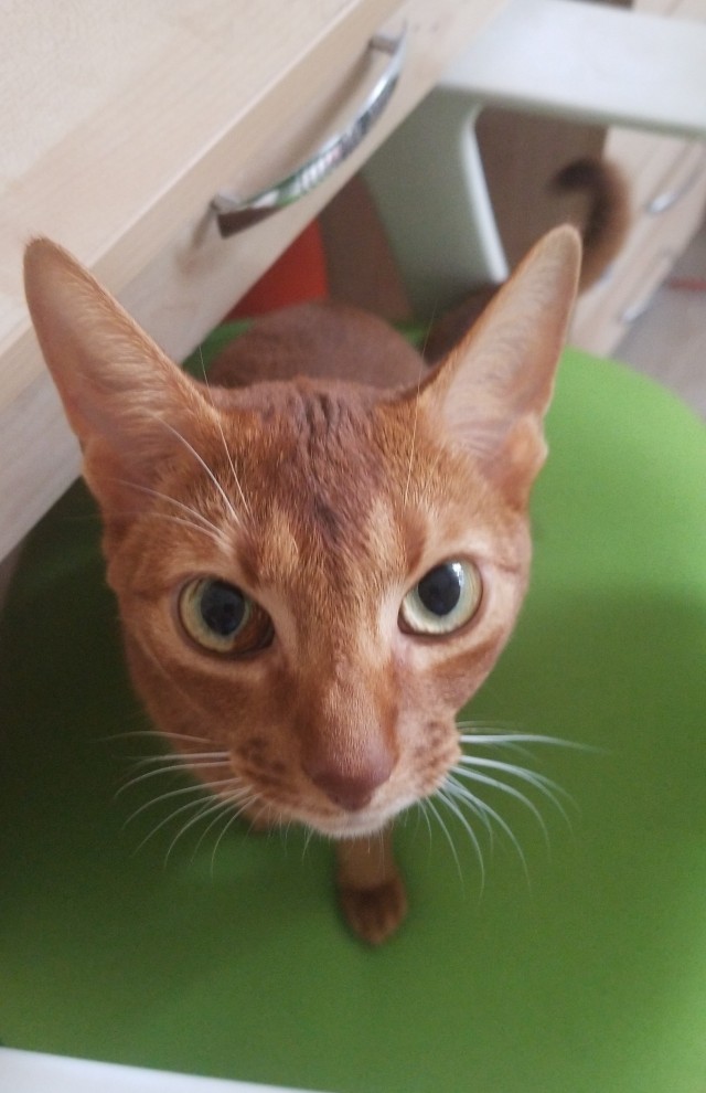 Котовторник 14.09.2021