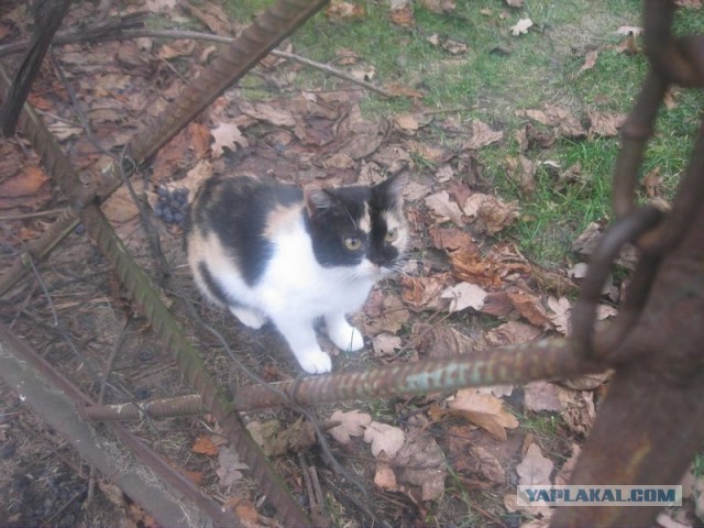 Жизнь домашнего приюта для котеек 367