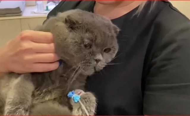 В Днепре хозяйка постирала своего кота в машинке с порошком