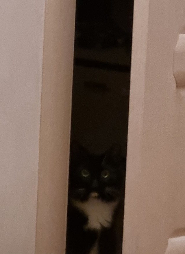 Котовторник 25.01.22
