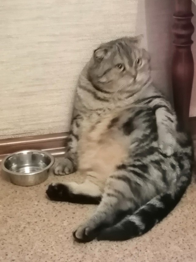 Господа и дамы ЯПа! Котовторник у нас начался! Отойдите от политоты и давайте котиков побольше!