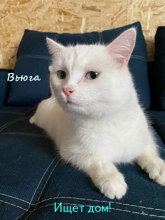 Жизнь домашнего приюта "Котоленд" 325