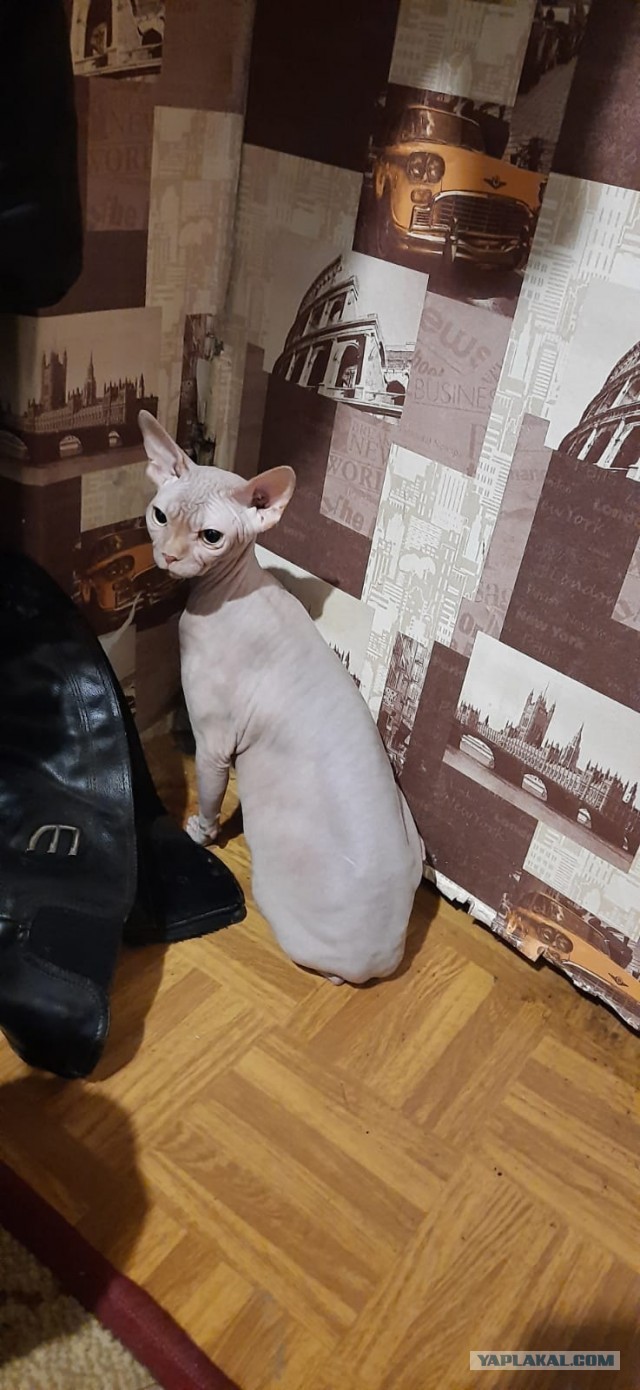 Вопрос. Как кошке привыкнуть к новому дому？