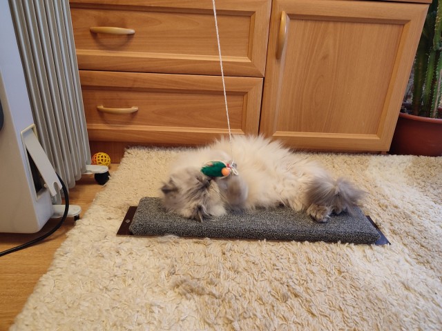 Котовторник! Пара фоток суровых котов.