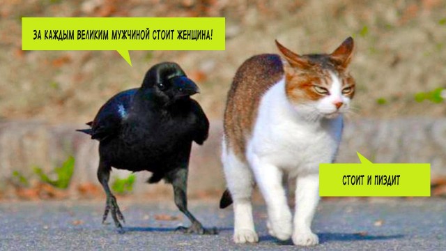 Пятница. Вечер. Картинки всякие #9