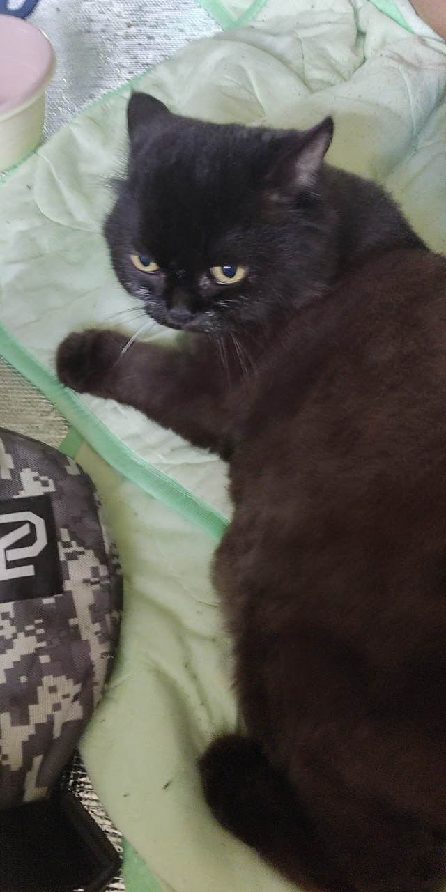 Нам годик в котовторник