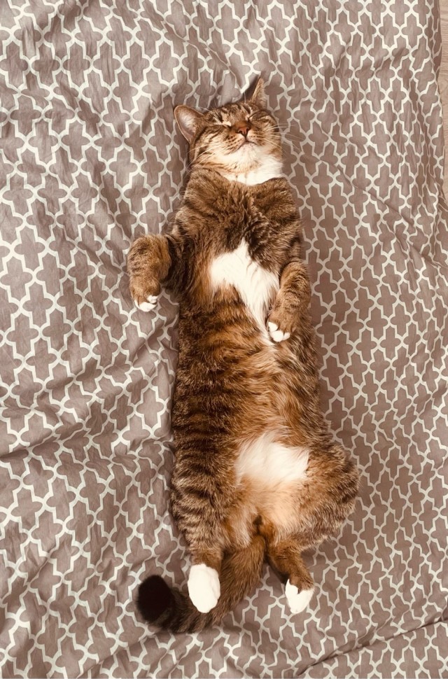 Котовторник 18.10.22