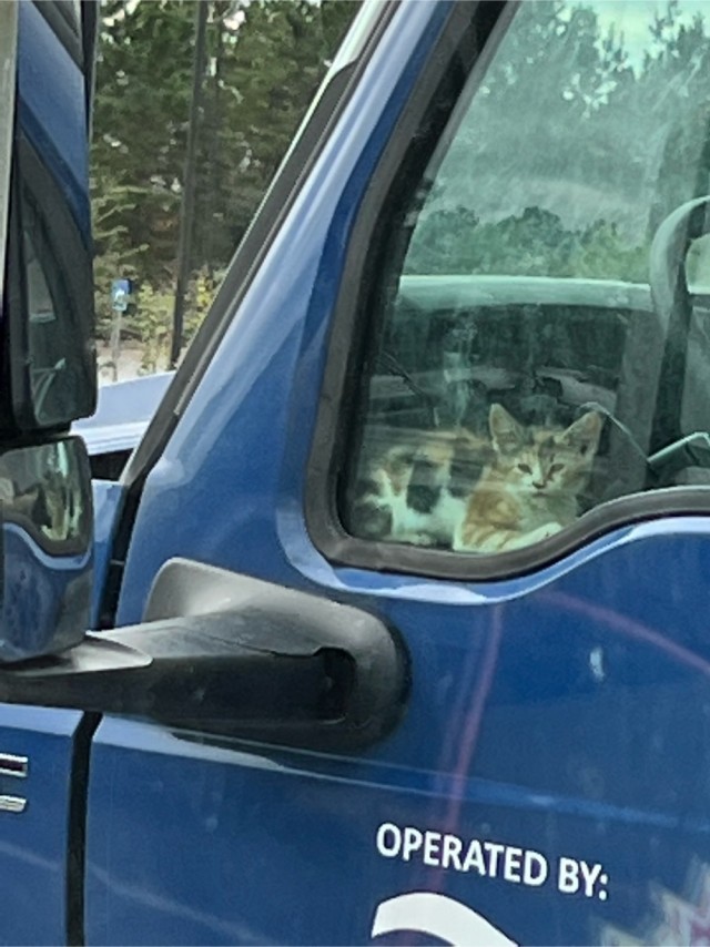 Котовторнику посвящается