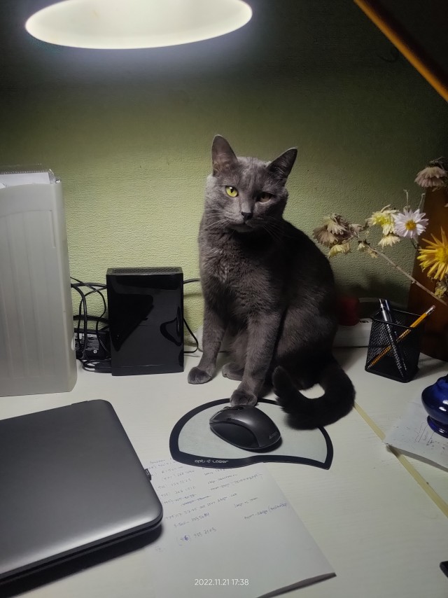 Мой котовторник