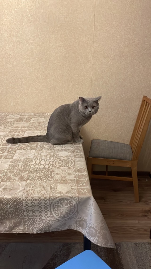КисОВторнику быть! Всех с Новым Годом!