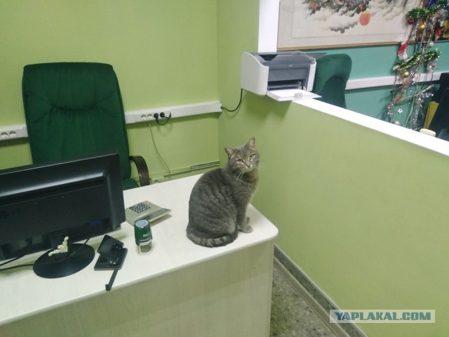 Котодракула