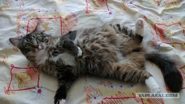 Шутки от Сбербанка