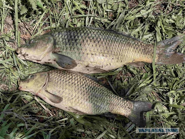 Рыбалка на карася