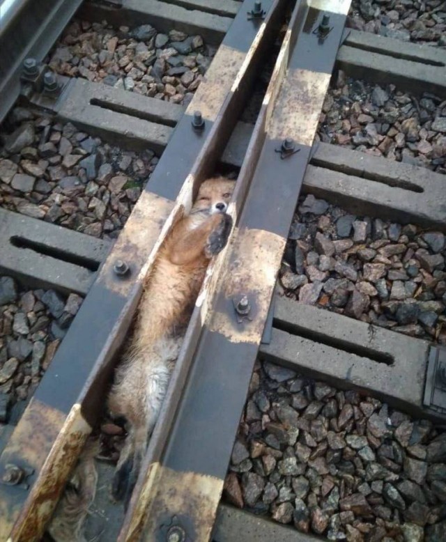 Лиса - это хищное млекопитающее, которое относится к семейству псовых или собачьих