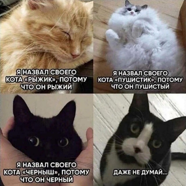 Котокартинки
