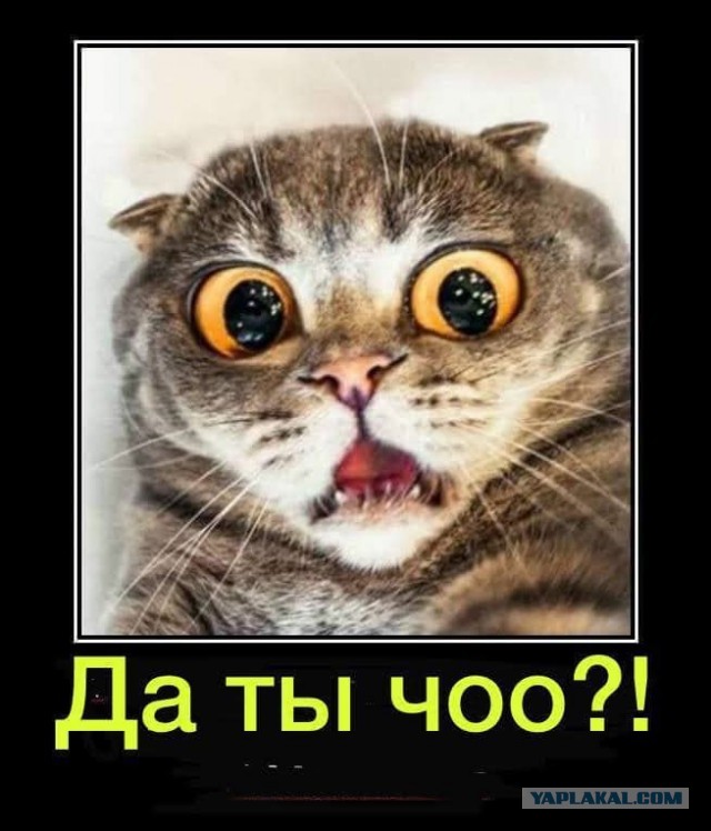 Редкий вид Котикус Соситикус