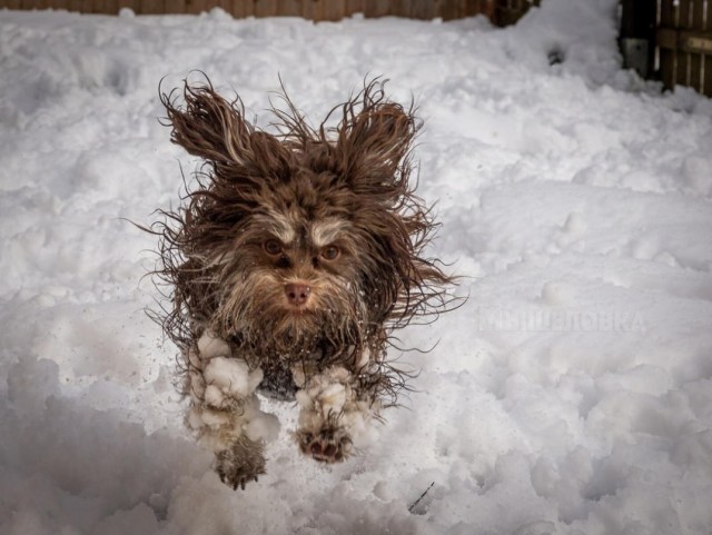 Веселые финалисты Comedy Pet Photo Awards 2024