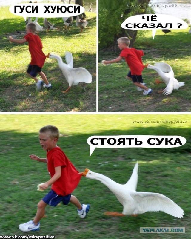 Помощник на случай, если надо забрать много посылок