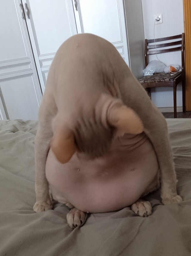 С Котовторником!