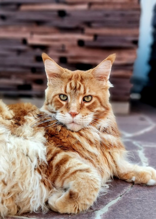 Котовторник