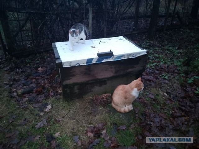 Жизнь домашнего приюта для котеек 522