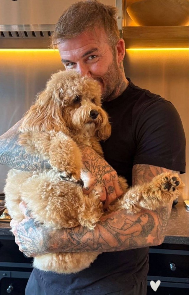 Собакены счастливы