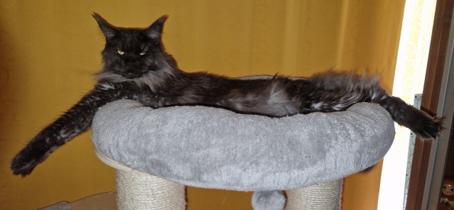 Капелька котовторниковой милоты