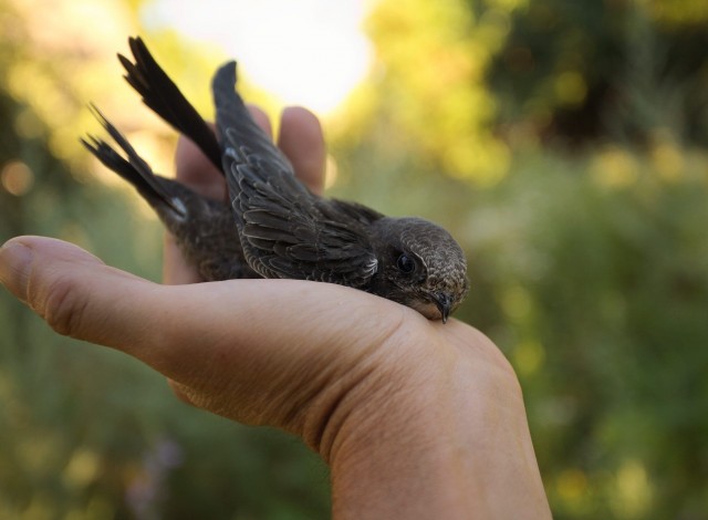 В Атырау экскаваторщик приостановил работы  ради спасения птенцов, но ...