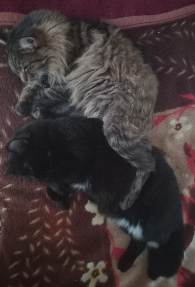 Котовторник