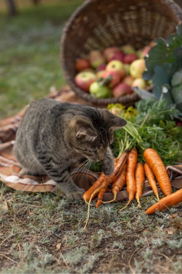 Осенний кот