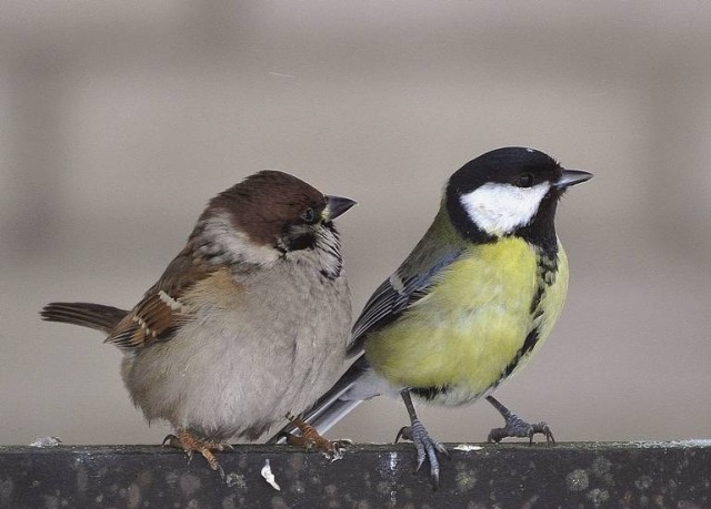 Словить руками синицу в десять раз легче чем воробья