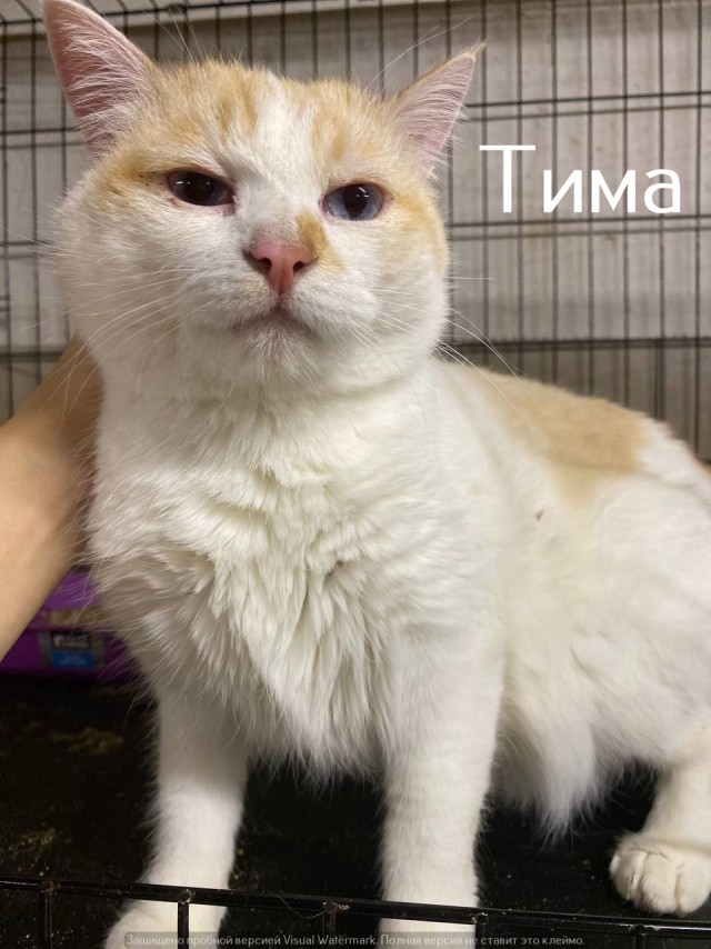 Жизнь домашнего приюта "Котоленд" 525