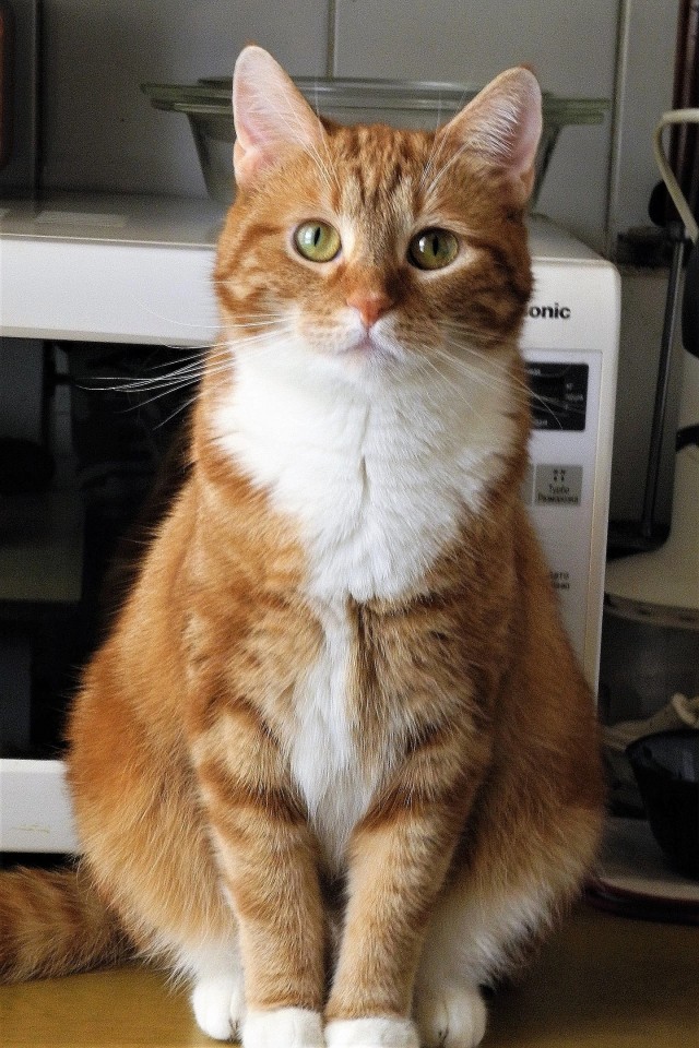 Нашелся таки хозяин (точнее хозяйка)